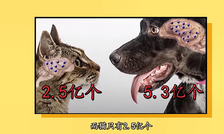 猫和狗哪个智商高？ 谁聪明这样一看就知(图1)